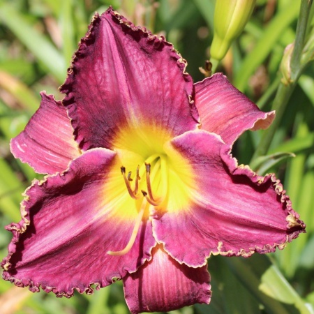 Daylily Hybrid (Better Than Ever x Spacecoast Cool Deal) x Black Wolf