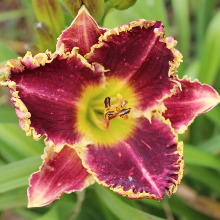 Daylily Hybrid (Better Than Ever x Spacecoast Cool Deal) x Black Wolf