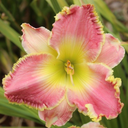 Daylily Hybrid Unconditional Surrender x Light Worker