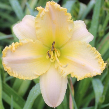 Daylily Hybrid (Big Lie x (Annette's Magic x Wonder of it All)) x Pyrite