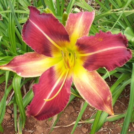 Daylily Hybrid Cactus Blossom x Spacecoast Chomp!Chomp!