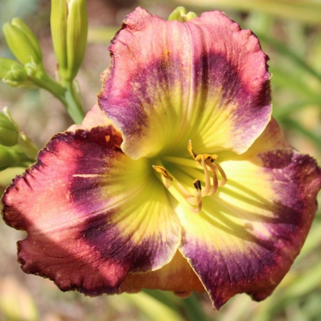 Daylily Hybrid Soul Sisters x Angels in America