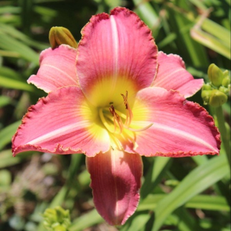Daylily Hybrid Crimson Dragon x Floating Lotus