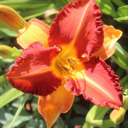 Daylily Hybrid Goan Nights x Triangular Explosion