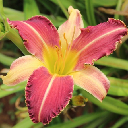 Daylily Hybrid Cactus Blossom x Spacecoast Chomp!Chomp!