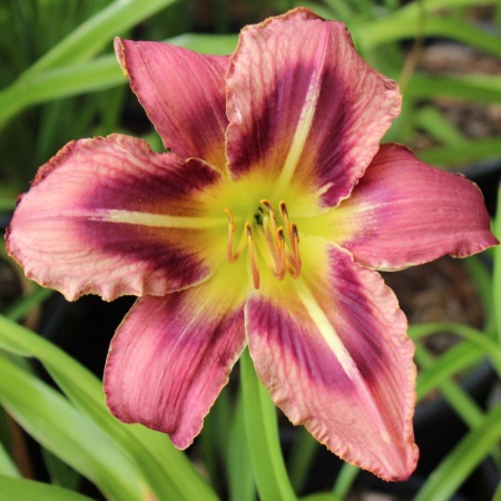 Daylily Hybrid Fuschia Frolic x Purple Ninja