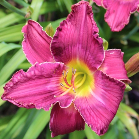 Daylily Hybrid Chicago Girls x Stolen Heart
