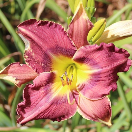 Daylily Hybrid Deepwater Horizon x Ghost in the Machine