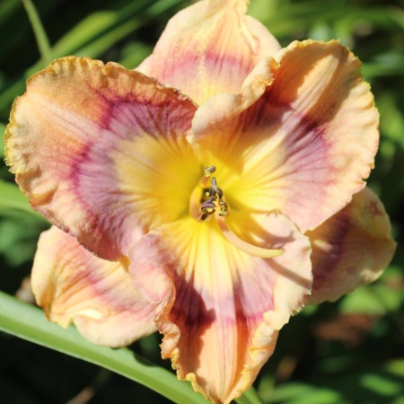 Daylily Hybrid Big Boy Butterfly x Patterned for Success