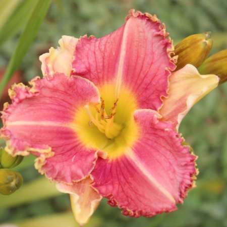 Daylily Hybrid Black Star Sapphire x Tarzana