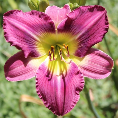 Daylily Hybrid Paris in a Pushcart x Tarzana