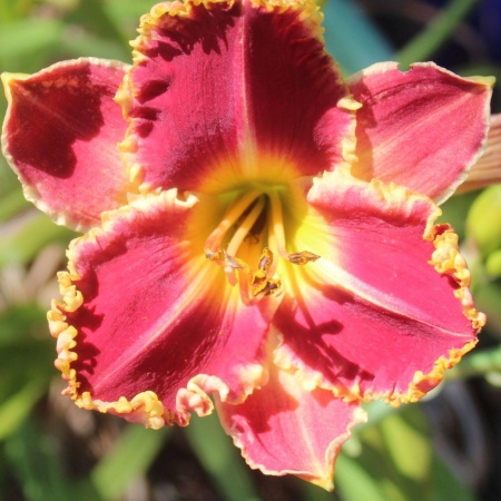 Daylily Hybrid Sharkbite Summer x Red Sparkle Teeth
