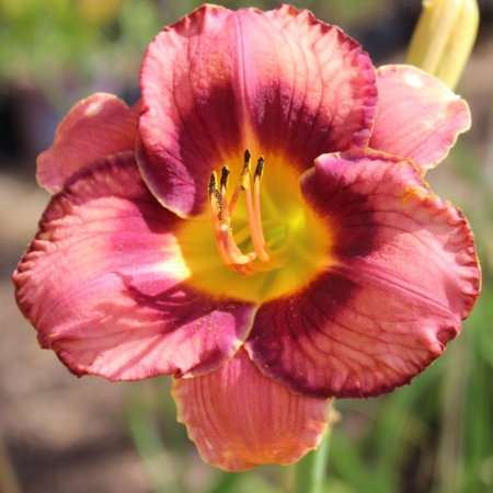 Daylily Hybrid Knoll Cottage Almost Bit My Hinny x Abalone Bite