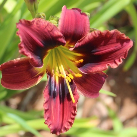 Daylily Hybrid Pixie Dragon x The One Ring a