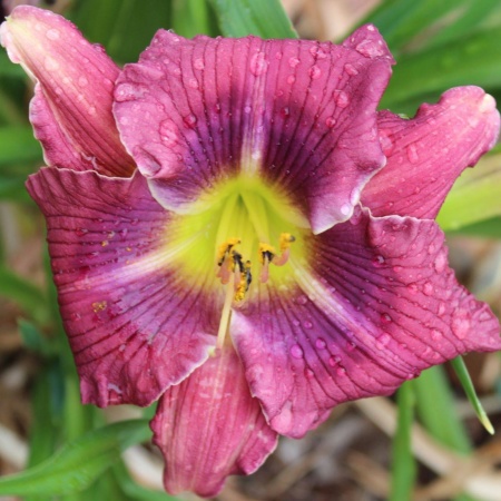 Daylily Hybrid Unknown seedling x Delight in the Lord