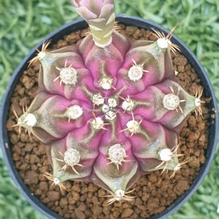 Cactus