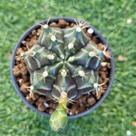 Cactus