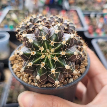 Cactus