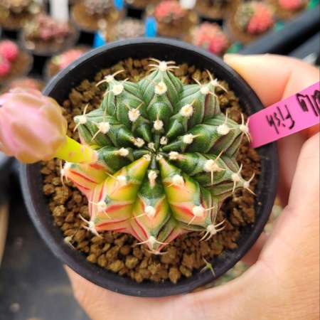 Cactus