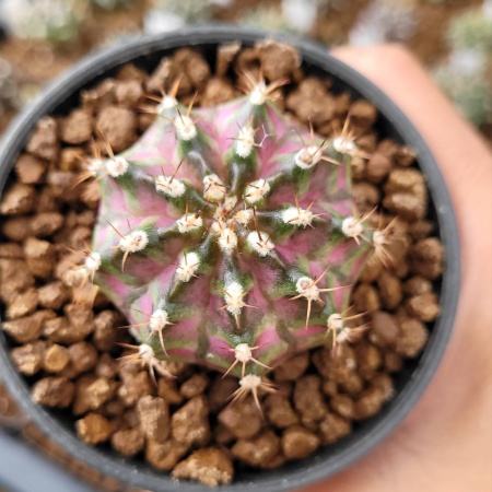 Cactus