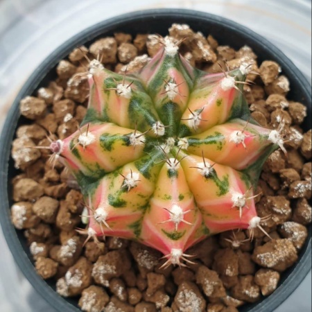 CACTUS