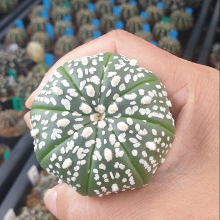 CACTUS
