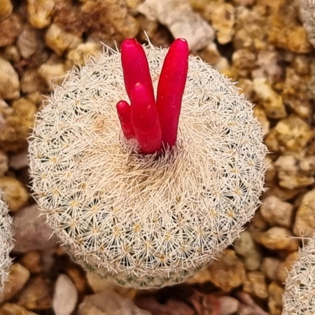 Epithelantha micromeris SB1112