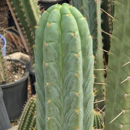 Juuls Giant X Psycho0