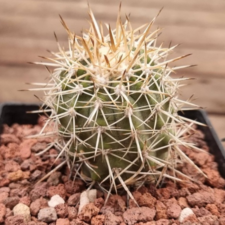 Copiapoa cinerescens – Rooted Cutting (ex-r=Rudolf Schulz 20yo Mother Plant Clone)