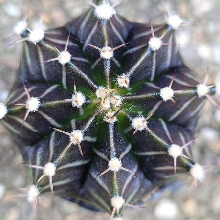 Cactus