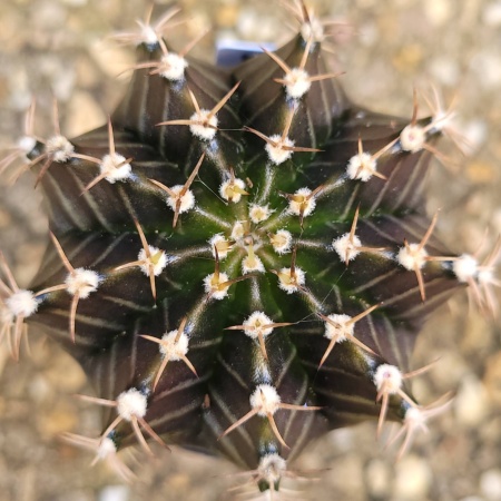Cactus
