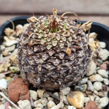 Euphorbia bupleurifolia