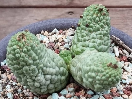 Larryleachia marlothii