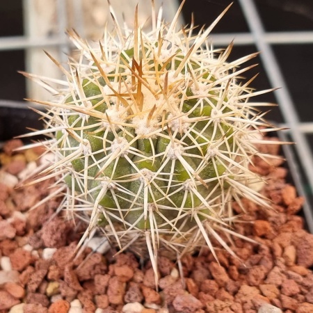 Copiapoa cinerescens – Rooted Schulz Clone (20yo Mother Line) #1