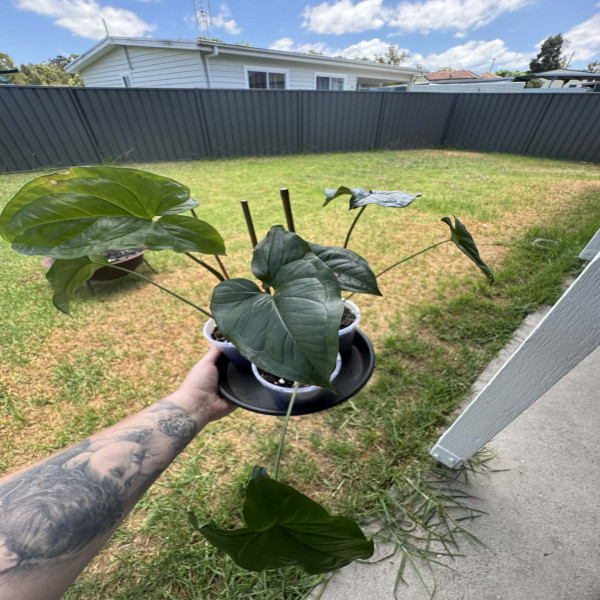 Syngonium (Green) Healthy Potted Starter Plants