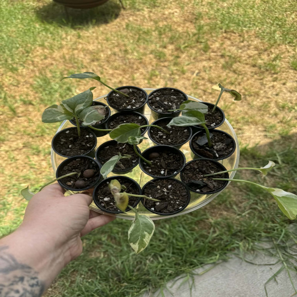 Pothos NJoy (Epipremnum aureum NJoy)