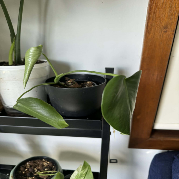 Monstera Deliciosa (Multiple Options Available)