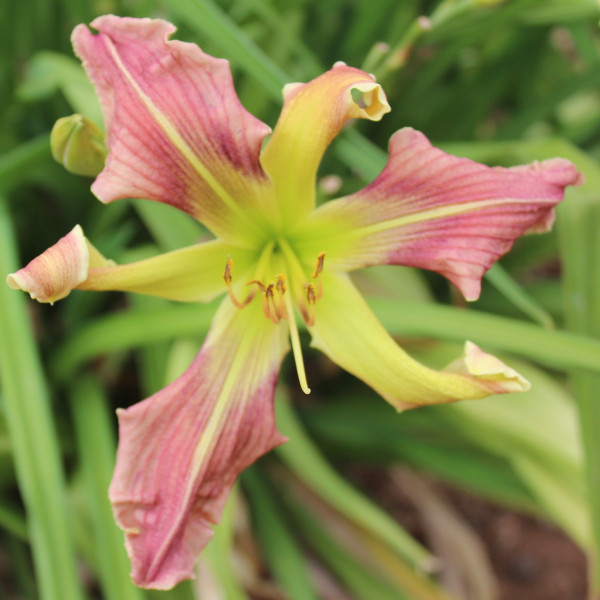 Daylily Hybrid Pattern Evolution x Unknown Pollen Parent d