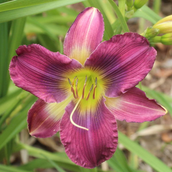 Daylily Hybrid Everybody Loves Tim x Northwood Blutopia d