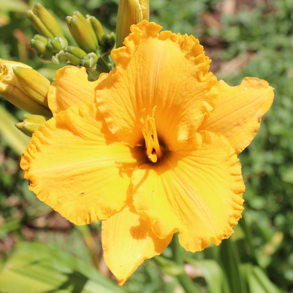 Daylily Hybrid The Goldilocks Effect x Naracha b