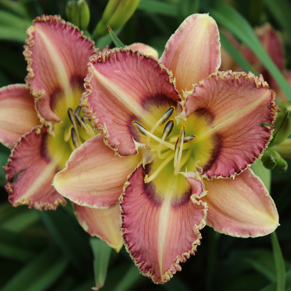 Daylily Hybrid 50 Shades of Brown x Unknown Pollen b