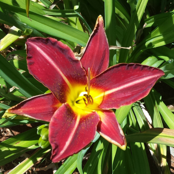 Daylily Hybrid Wedding in the Snow x Worthy Of Distinction a
