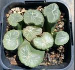 Haworthia maughii