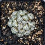 Haworthia spp.