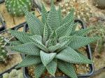 Haworthia limifolia