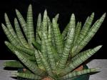 Sansevieria cylindrica 'boncellensis'