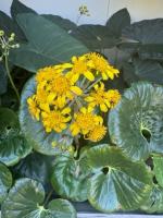 Ligularia remiformis