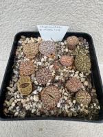 Lithops bromfieldii mennelii