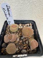 Lithops hookeri var. dabneri