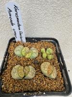 Lithops karasmontana ebelanzii